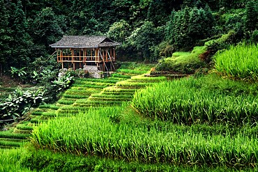 Small bamboo house in the Longsheng rice terraces, Guangxi, China, Asia