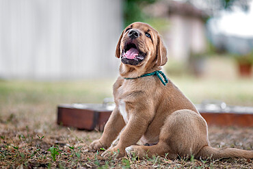 Broholmer dog breed puppy with a green collar sits on the grass