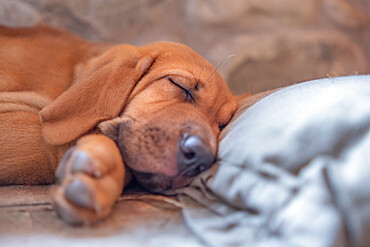 Broholmer dog breed puppy laying on the ground with his head on a pillow