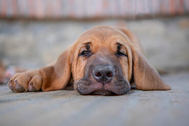 Broholmer dog breed puppy laying on the ground