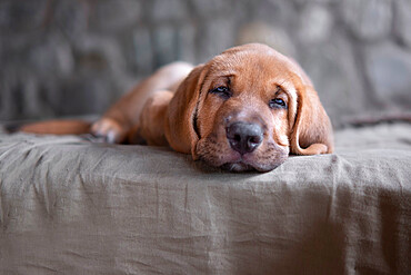 Broholmer dog breed puppy laying on a blanket and watching into the camera