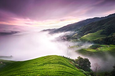 Purple sunset with fog above the Longsheng rice terraces, Guangxi, China, Asia