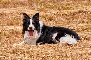 Happy border collie in a straw field, Emilia Romagna, Italy, Europe