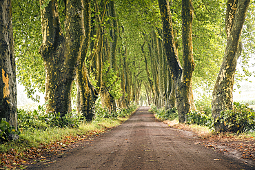 Alameda dos Platanos, a long boulevard of plane trees, on Sao Miguel island, Azores Islands, Portugal, Atlantic, Europe