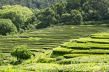 Tea plantation terraces on Sao Miguel island, Azores Islands, Portugal, Atlantic, Europe