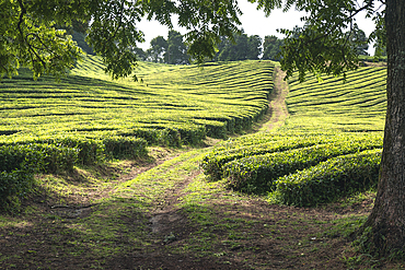 Tea plantation field lines on Sao Miguel island, Azores Islands, Portugal, Atlantic, Europe