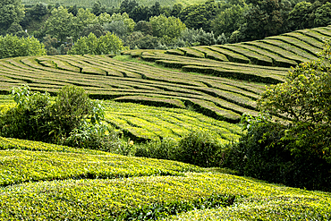 Tea plantation field lines on Sao Miguel island, Azores Islands, Portugal, Atlantic, Europe