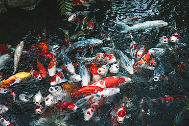 Colorful Koi fishes in the water of Senso ji Temple's garden, Tokyo, Honshu, Japan, Asia