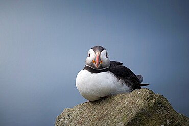 Portrait of a puffin (Fratercula arctica) on Mykines, Faroe Islands, Denmark, Europe