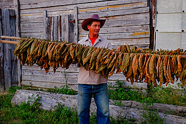 Tobacco farmer holding dried tobacco leaves, Pinar del Rio, Cuba, West Indies, Central America