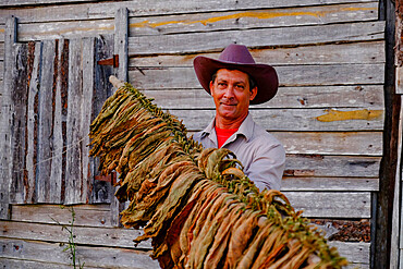 Tobacco farmer proudly displaying dried tobacco leaves, Pinar del Rio, Cuba, West Indies, Central America