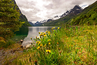 Dandelions and snow-capped mountains surround Briksdal Lake, Stryn, Vestland, Norway, Scandinavia, Europe