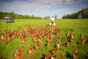 A farmer preparing to feed his flock of free range chickens at Rockland Farm near Seneca, Maryland, United States of America, North America