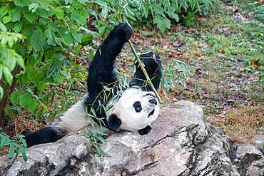 Bei Bei the Giant Panda eats bamboo in his enclosure at the Smithsonian National Zoo in Washington DC, United States of America, North America