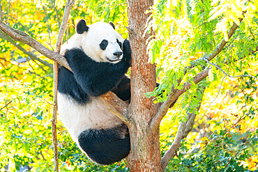 Bei Bei the Giant Panda climbs a tree in his enclosure at the Smithsonian National Zoo in Washington DC, United States of America, North America