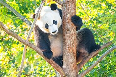 Bei Bei the Giant Panda climbs a tree in his enclosure at the Smithsonian National Zoo in Washington DC, United States of America, North America