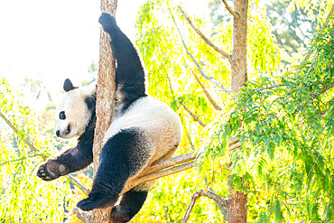 Bei Bei the Giant Panda climbs a tree in his enclosure at the Smithsonian National Zoo in Washington DC, United States of America, North America