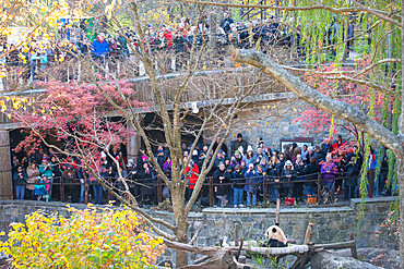 A large crowd watches Bei Bei the Giant Panda on the eve of his departure to China, Smithsonian National Zoo, Washington DC, United States of America, North America