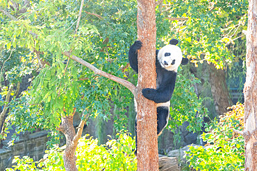 Bei Bei the Giant Panda climbs a tree in his enclosure at the Smithsonian National Zoo in Washington DC, United States of America, North America