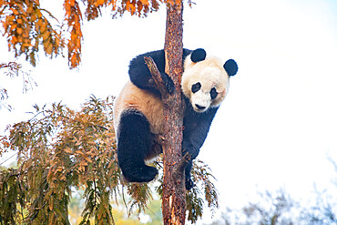 Bei Bei the Giant Panda climbs a tree in his enclosure at the Smithsonian National Zoo in Washington DC, United States of America, North America