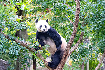 Bei Bei the Giant Panda climbs a tree in his enclosure at the Smithsonian National Zoo in Washington DC, United States of America, North America