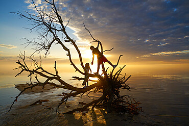 Brother and sister on the branches of a dead tree at Jockeys Ridge State Park, Nags Head, Albemarle Sound, North Carolina, United States of America, North America