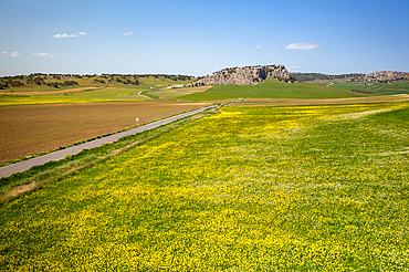 Drone aerial view of a road on a landscape with yellow flowers, Spain, Europe