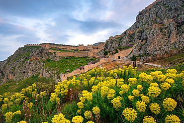 Acrocorinth historic castle on top of the mountain with Euphorbia characias Mediterranean spurge yellow flowers in Greece