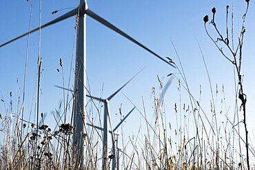 Looking up at a wind turbine through the undergrowth