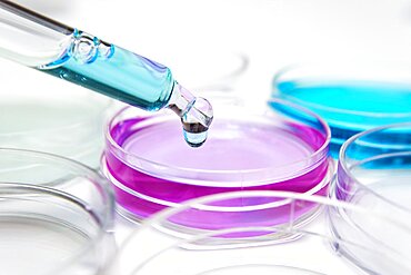 Pipette with drop of color liquid and petri dishes.