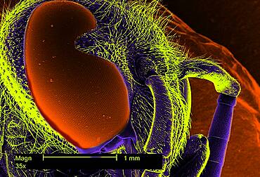 Wasp eye, sem