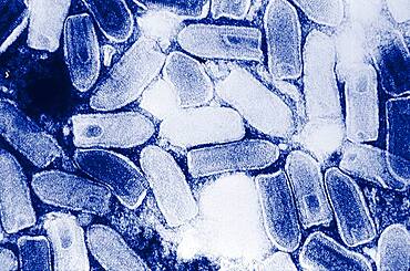 Vesicular stomatitis virus