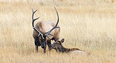 Bull Elk