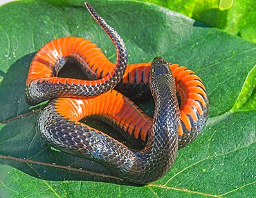 Black Swamp Snake