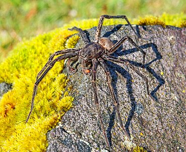 New Zealand Sheetweb Spider