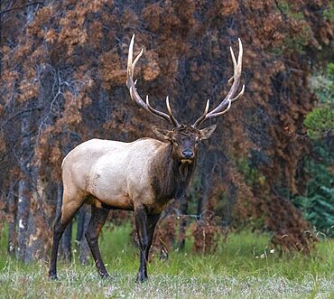 Elk or wapiti (Cervus canadensis)