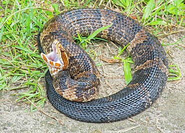 Florida Cottonmouth