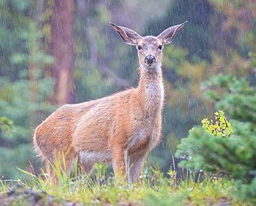 Mule Deer in Rain Storm