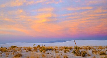 Desert Landscape