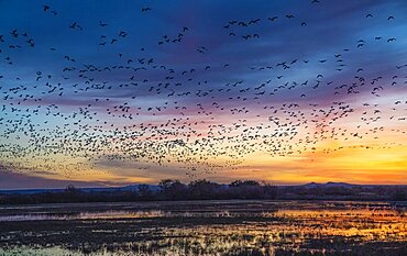 Flocks of Birds in Flight