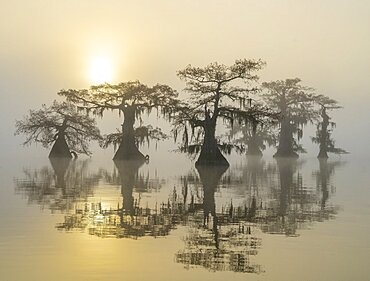 Atchafalaya Basin, Louisiana