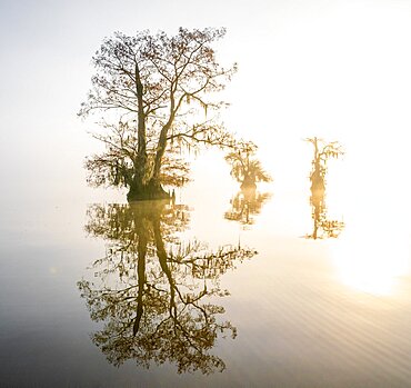 Atchafalaya Basin, Louisiana