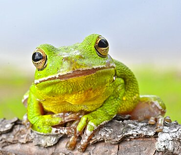 Barking Tree Frog