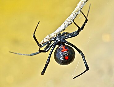 Black Widow Spider