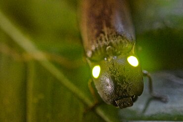 Bioluminescent Click Beetle