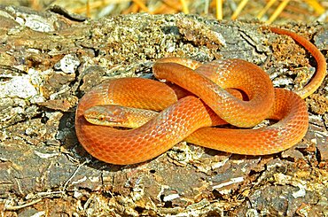 Pine Woods Snake