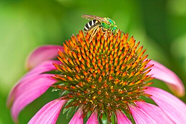 Green Metallic Bee