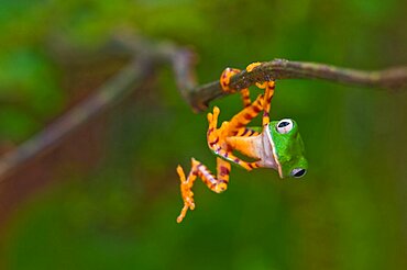 Monkey Treefrog