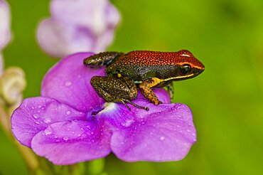 Sanguine Poison Frog