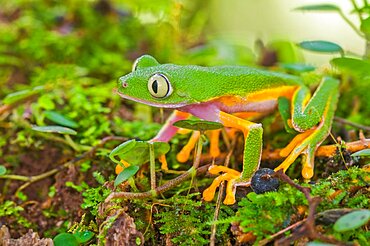 Monkey Treefrog